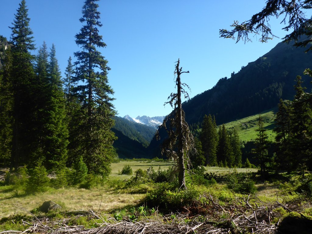 Im Glockwald hinter der Konstanzer Hütte