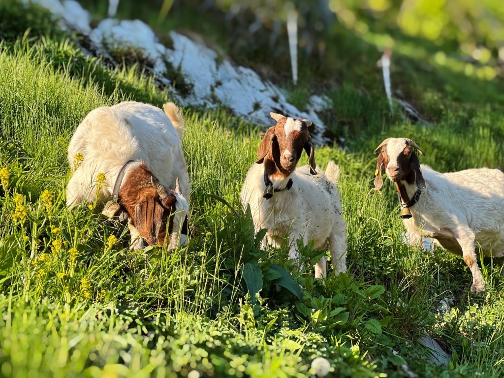 Ziegen, Goßarweag