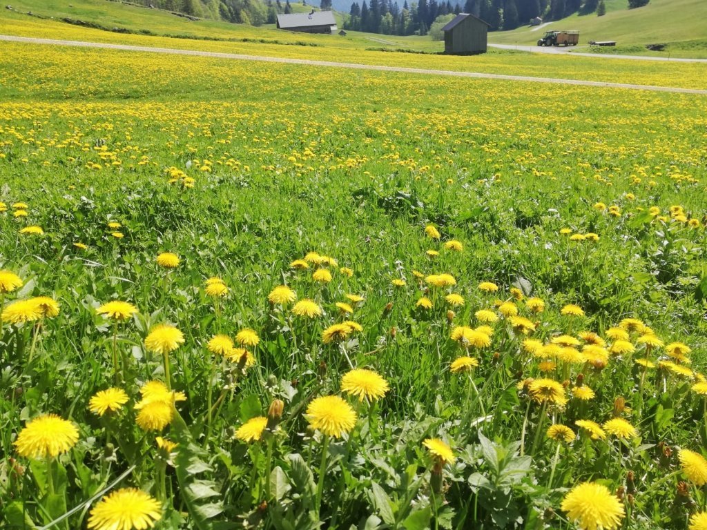 Alpe Rüschere Bizau