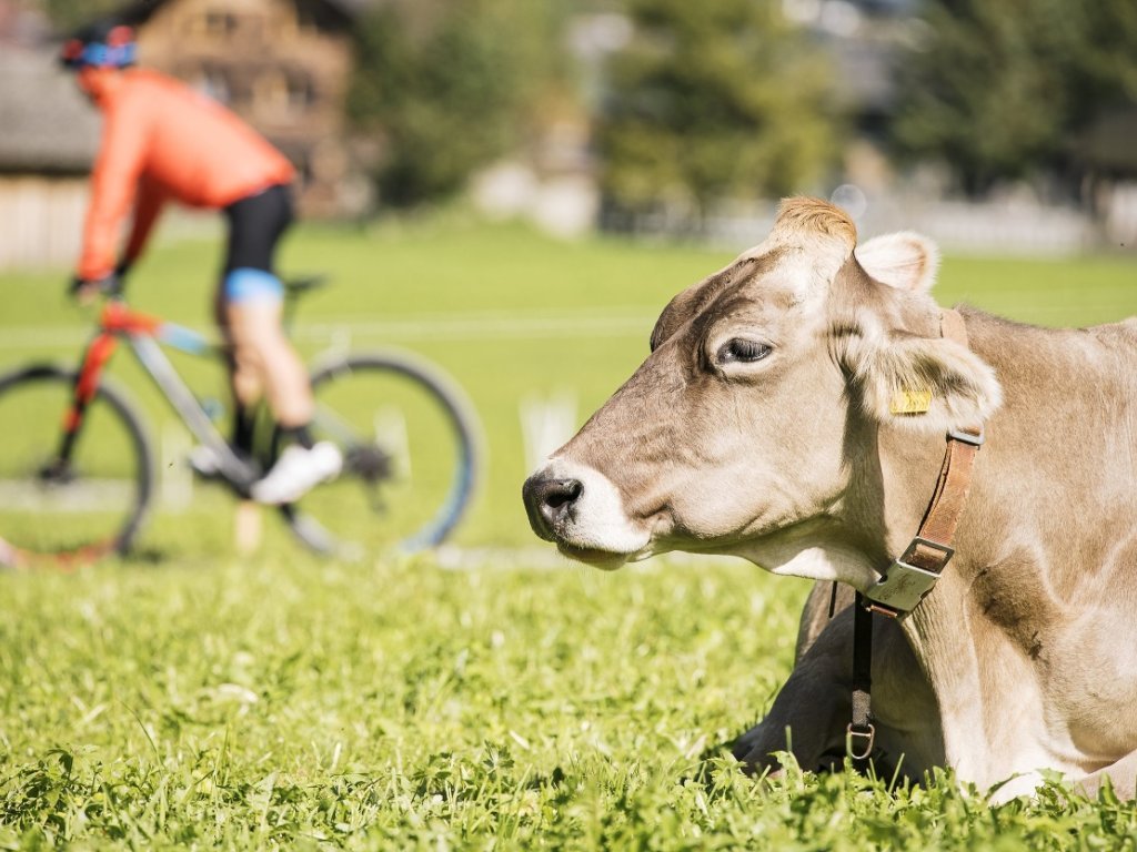 Mountainbikestrecken im Bregenzerwald