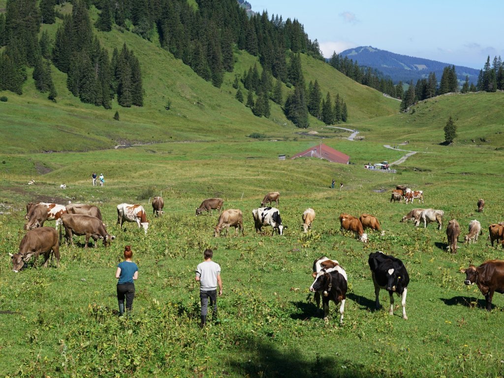 Alpe Kanis Mellau