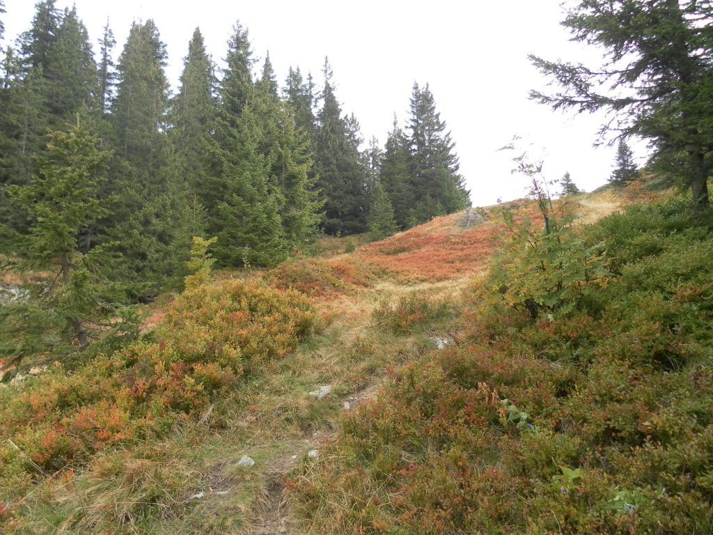 Pfad durch Heidelbeersträuche