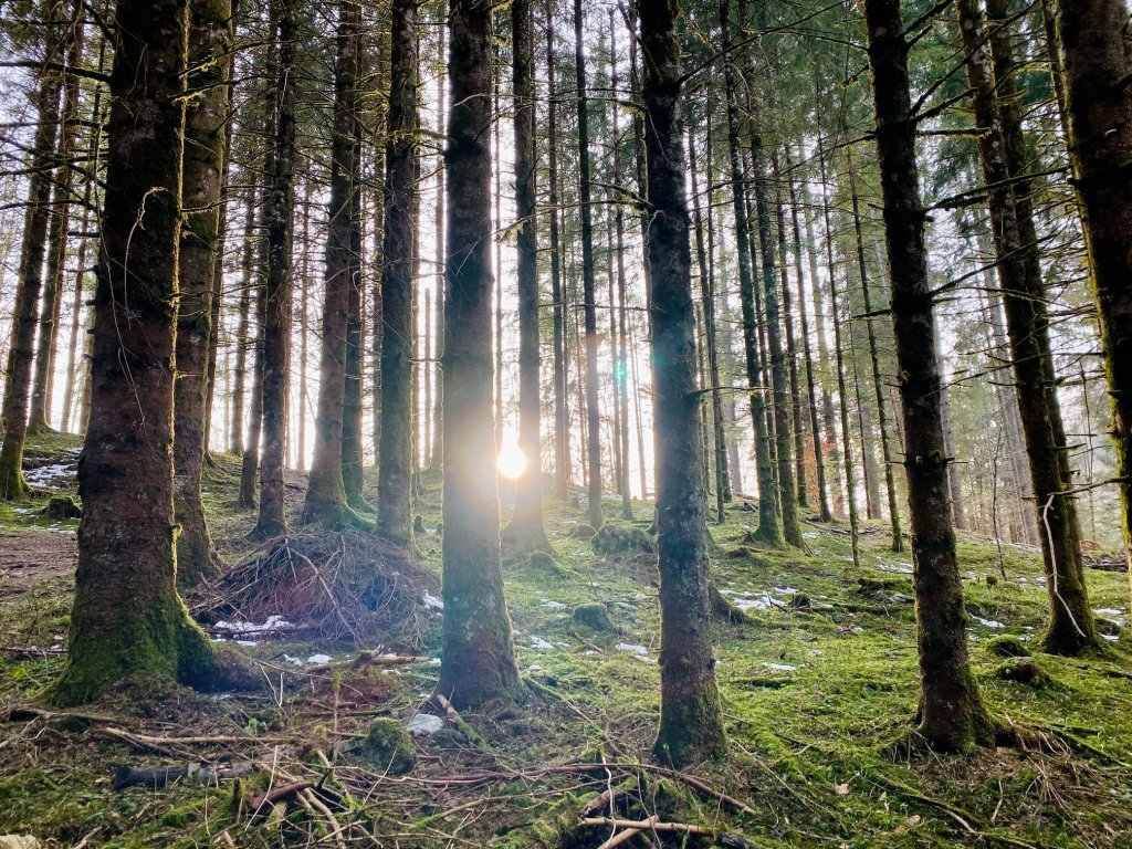 Abstieg durch den Wald