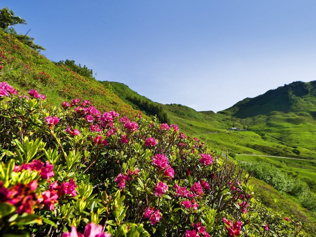 Alpenrose in Damüls