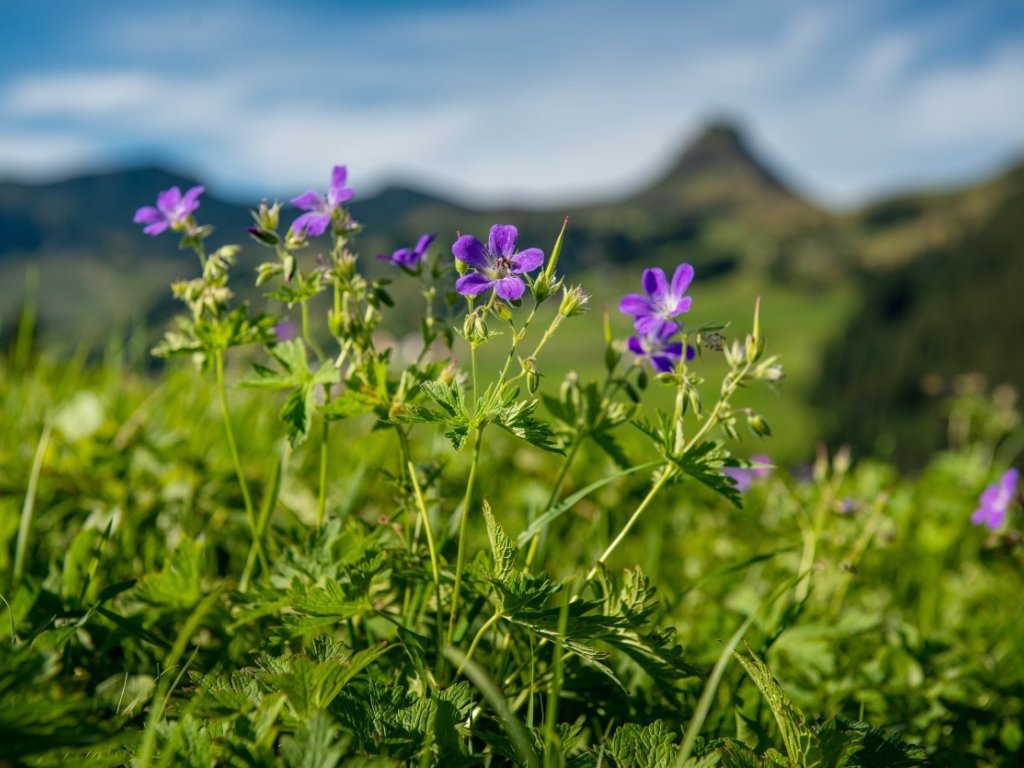 Blumen in Damüls