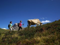 Wandern im Alpgebiet von Schröcken